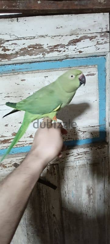 دره هندي 4