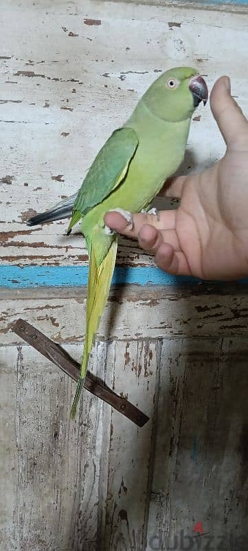 دره هندي 5
