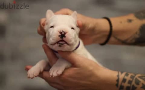 Dogo Argentino puppy boy from Russia