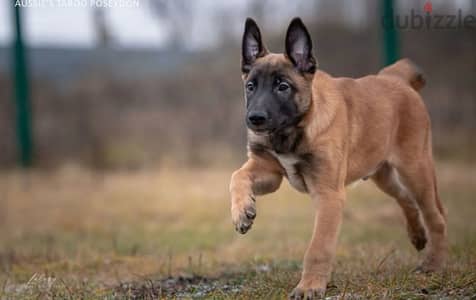 Malinois puppy boy from Russia