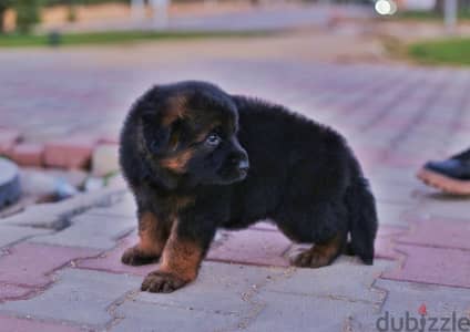 جراوي جيرمن شيبرد ذكر انثي German shepherd puppies male female German