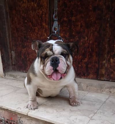 english bulldog
