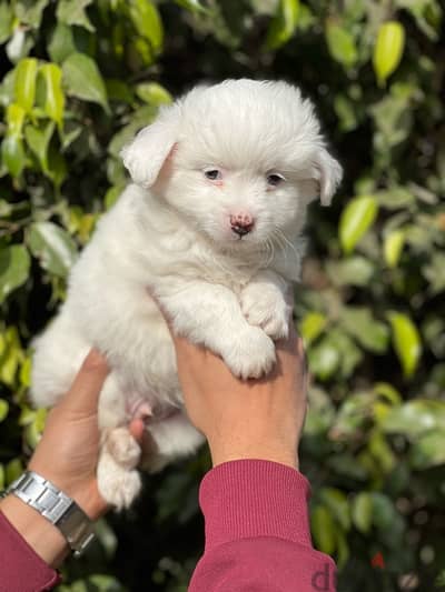 havanese puppy mini