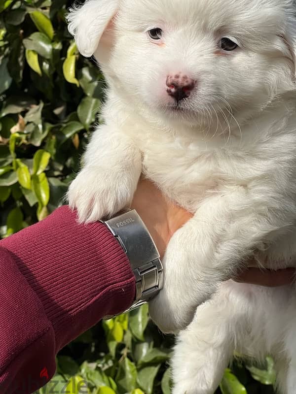 havanese puppy mini 1