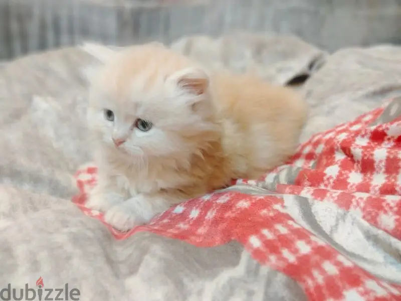 Beautiful Persian Half-Face Cats