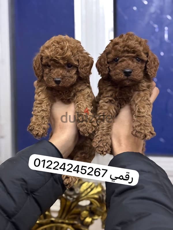 poodle puppy 1