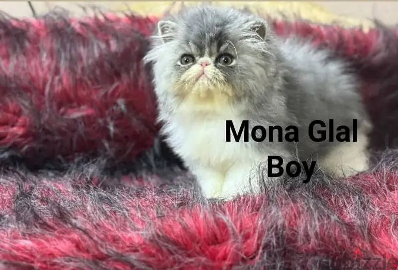 Persian Purebred Kitten for Sale