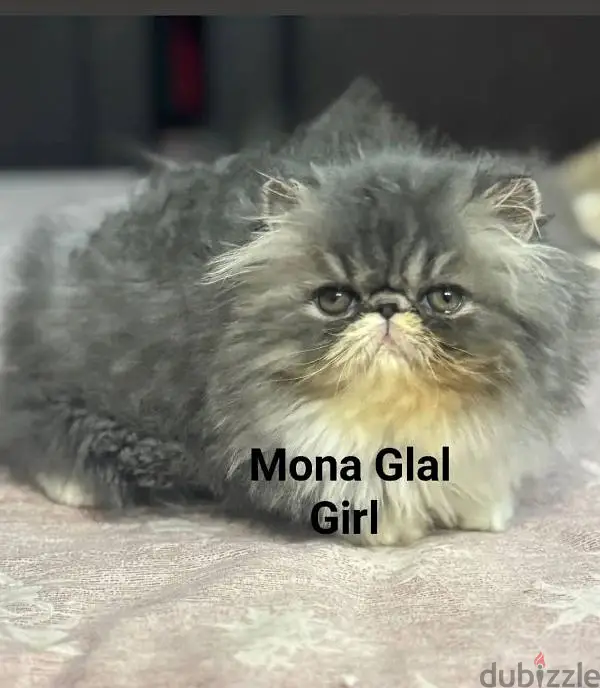 Female Persian Purebred Chinchilla Top