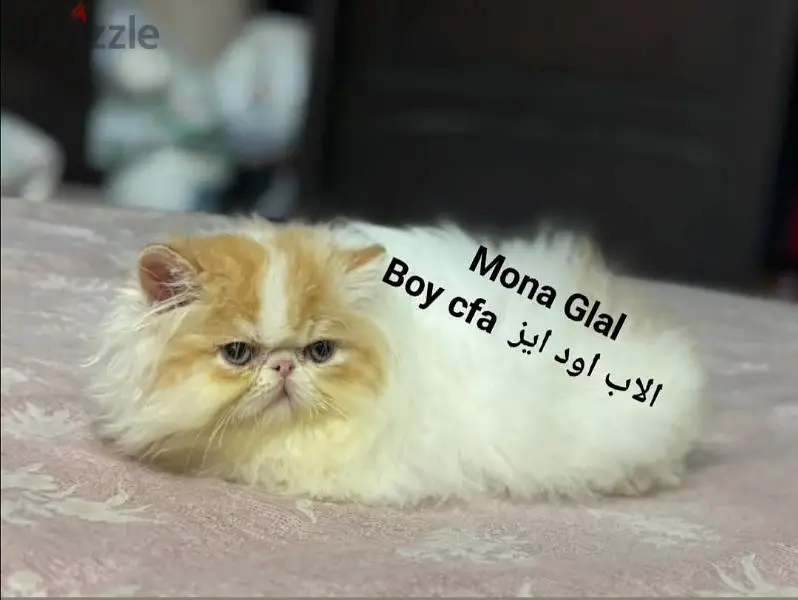 Persian Van Red Carrier Reminder
