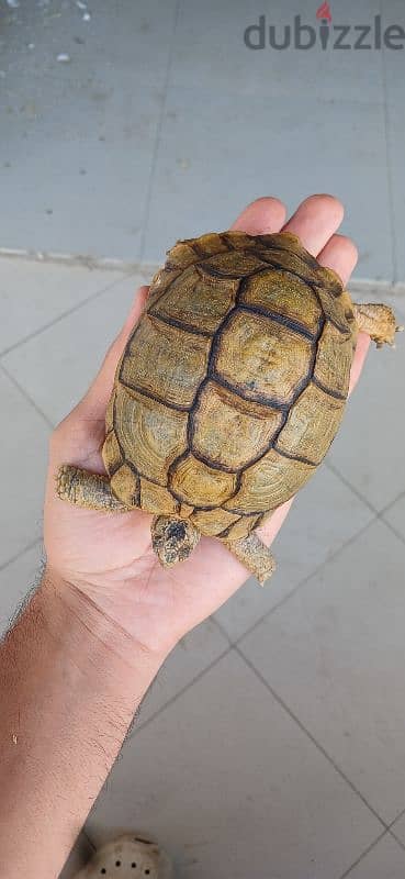سلاحف احجام كف الايد