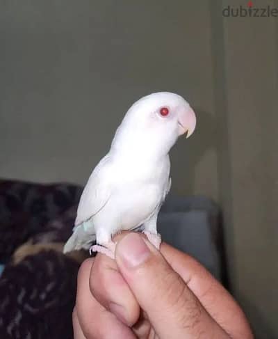 روز اللينو