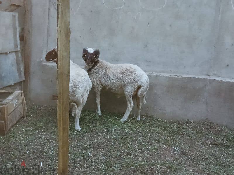 خرفان 14