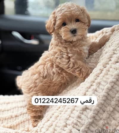 maltipo puppy