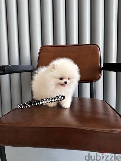 Pomeranian puppies pure جراوي بومرينيان