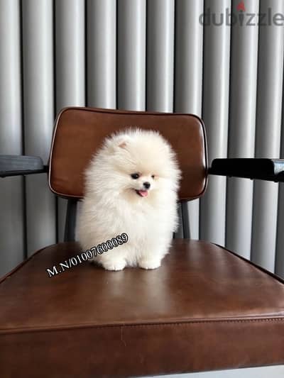 Pomeranian puppies pure جراوي بومرينيان