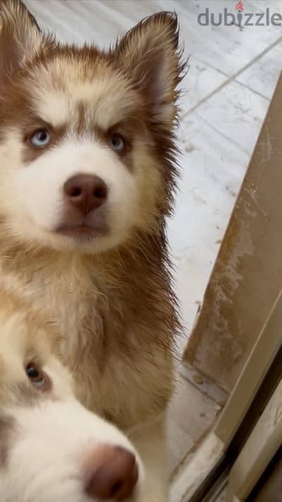 Husky pure puppy for Sale sky blue eyes دبدوب