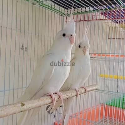اللهم بارك زوج كوكتيل البينو سوبر جامبو بالزغاليل