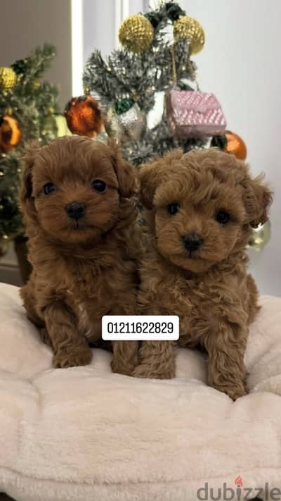 Toy poodle x maltipoo puppies مالتيبو
