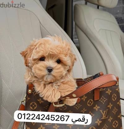 مالتيبو_maltipo