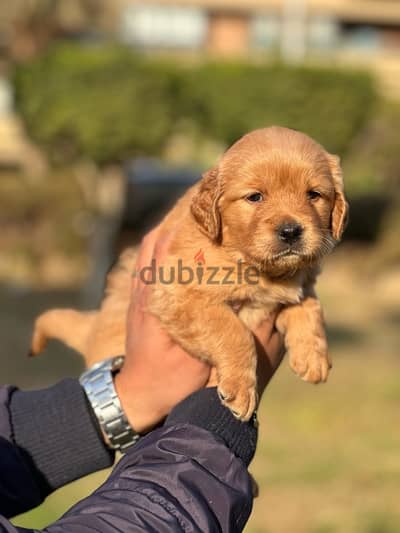 golden retriever