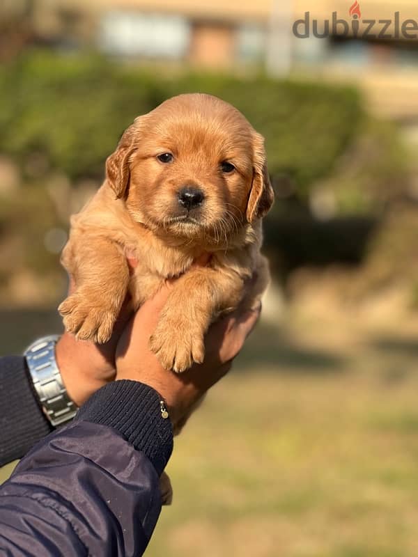 golden retriever 1