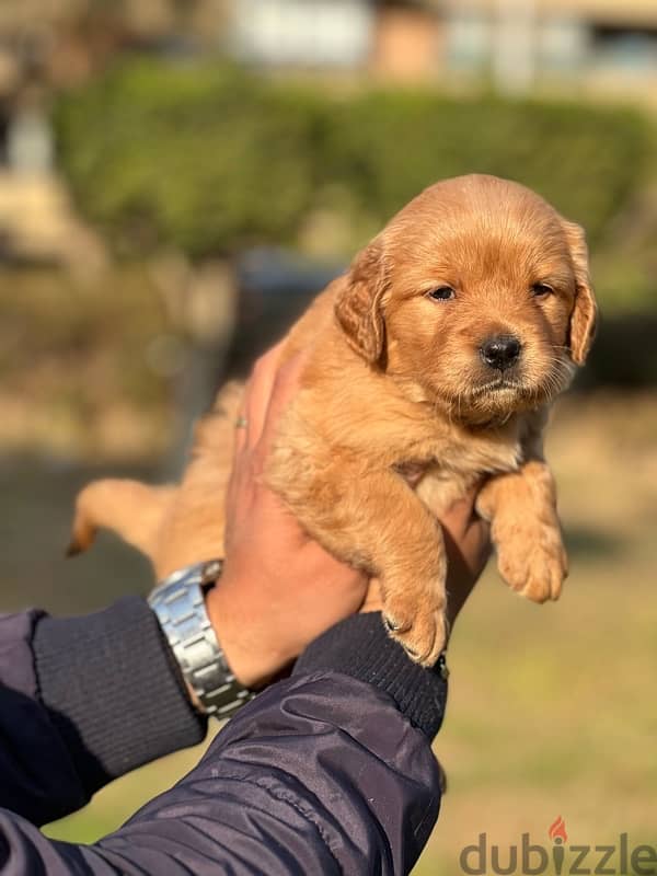 golden retriever 2