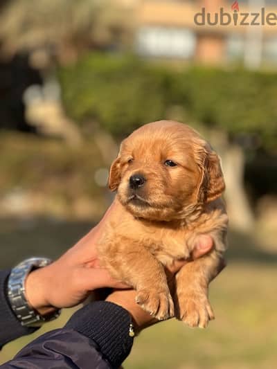 golden retriever pure