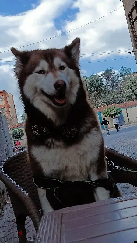 Husky dog
