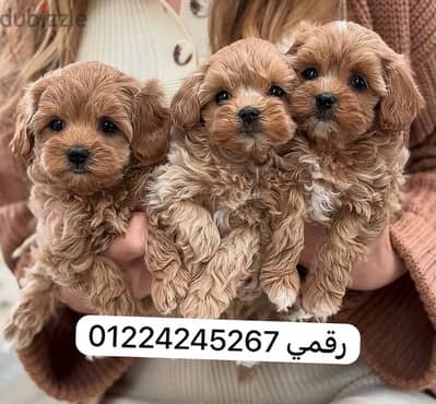 maltipo/puupy/مالتيبو