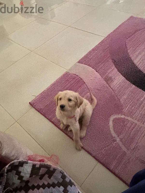 Three-Month-Old White Golden Retriever Puppy