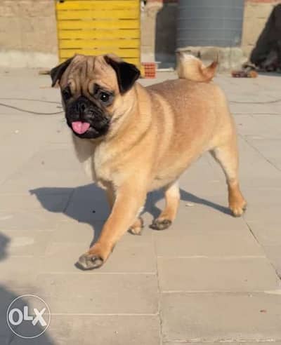 Pug store price olx