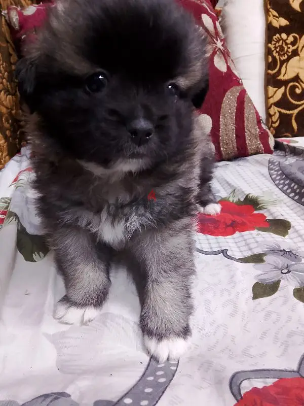 40-day-old Pekingese dog