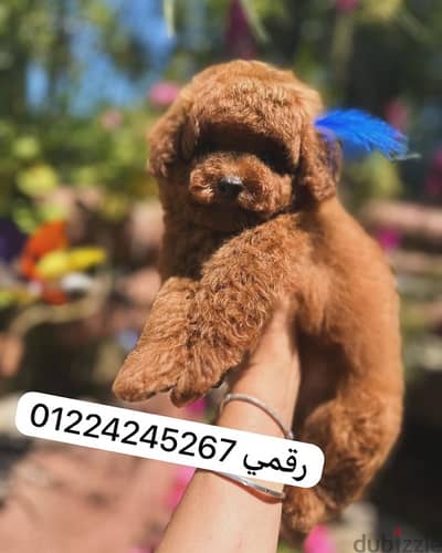 toy poodle _ توي بودل
