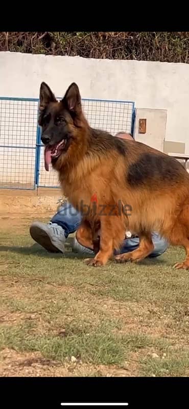 اجمد نتايه جيرمن فمصر  female Germanshepard