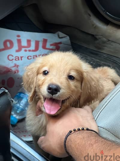 golden puppy retriever تطعيم حشرات و ديدان