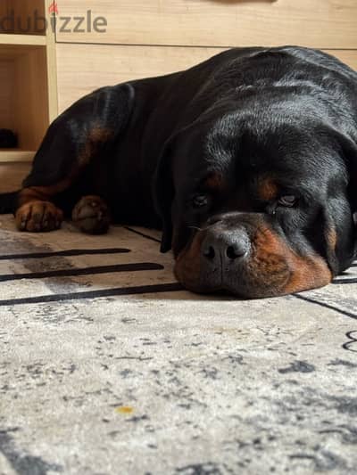 Rottweiler Male للزواج فقط وليس للبيع