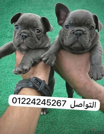 french bulldogs