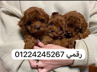 teacup poodle