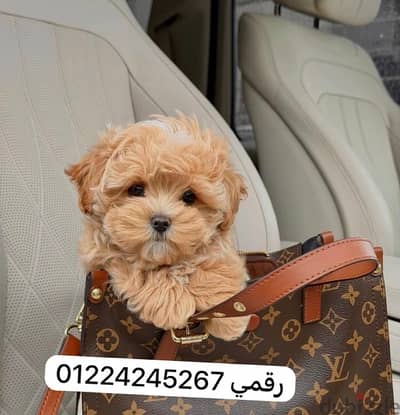 maltipo_مالتيبو