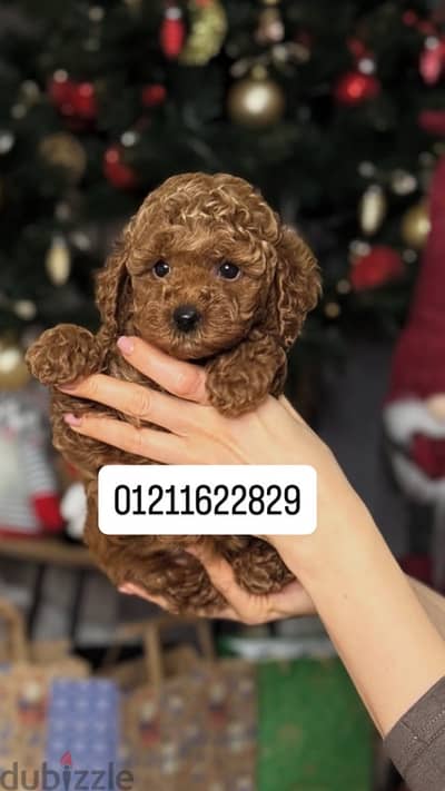 toy poodle puppies افضل جراء توي بودل