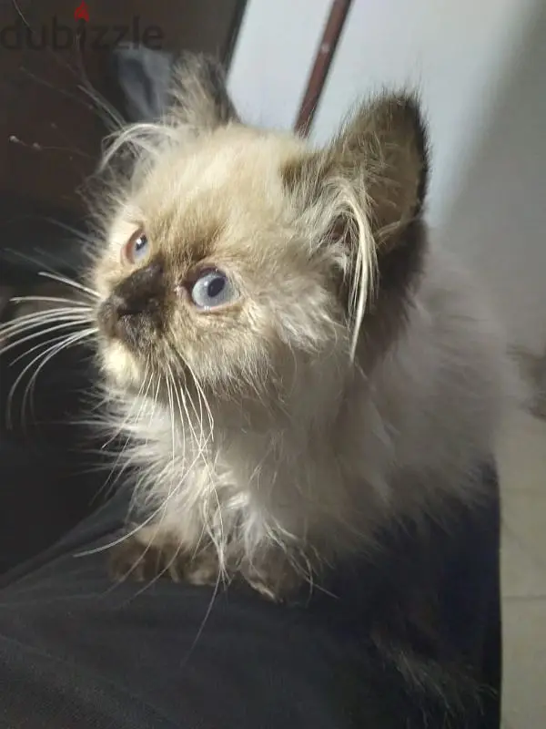 Ragdoll Chocolate Point Cat
