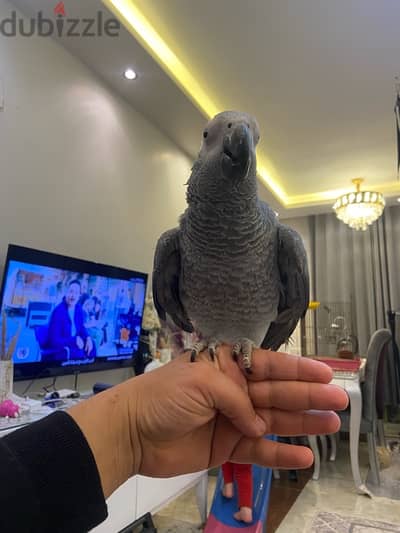 زنجباري
