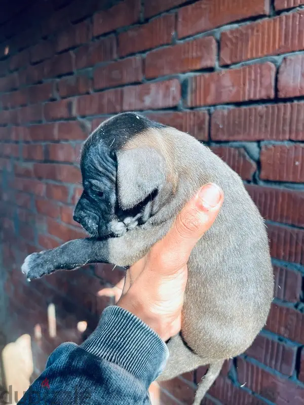 Pitbull Dogs65600947010690122