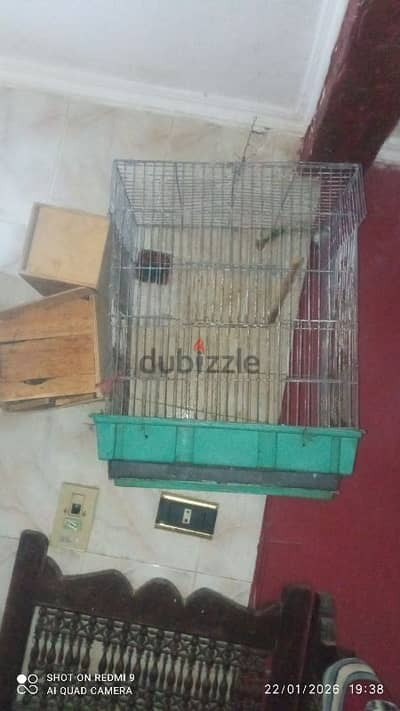 قفص عصافير كوكتيل معاه اتنين بياضه.