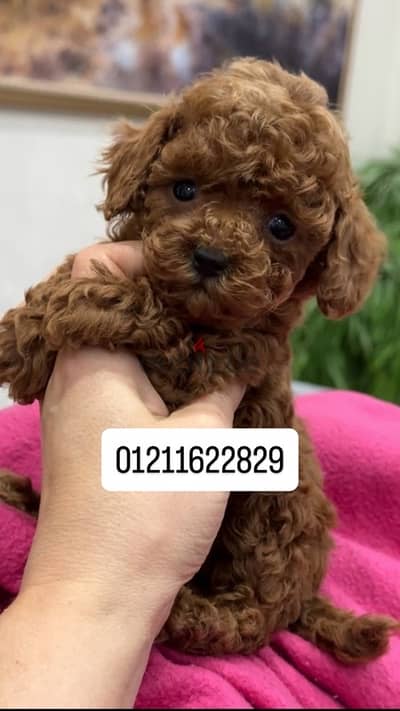 toy poodle puppies توي بودل