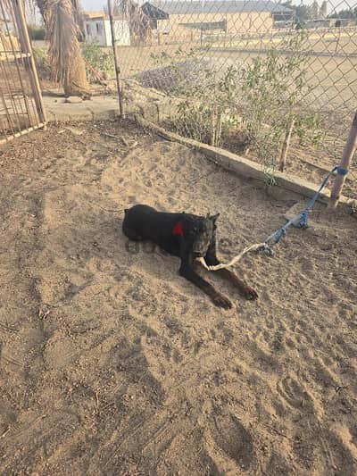 1 Doberman for sale