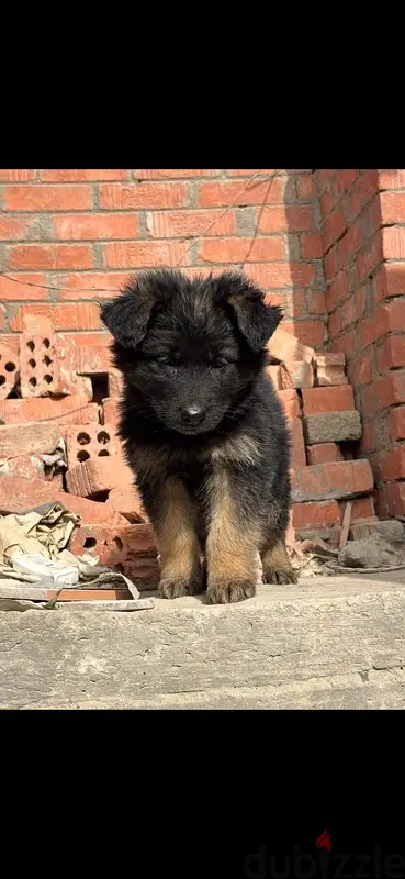 german