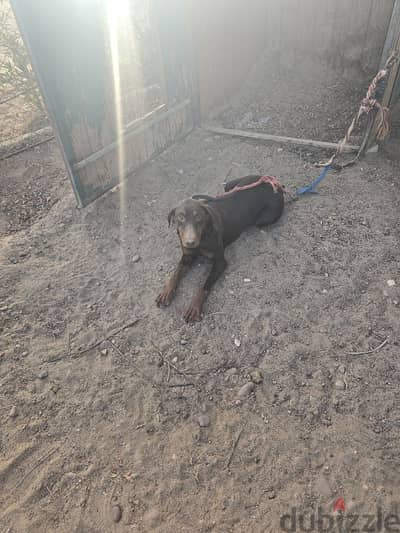1 Doberman for sale