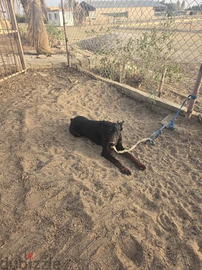 2 Doberman for sale