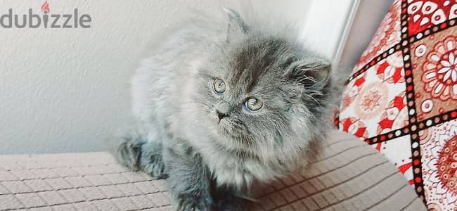 kittens British long hair 47 days used litter box// 01014794352